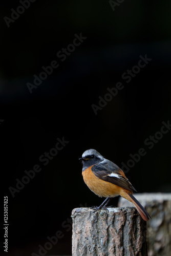 Obraz na płótnie Male Daurian Redstart perching on the artificial tree branch railing w salonie