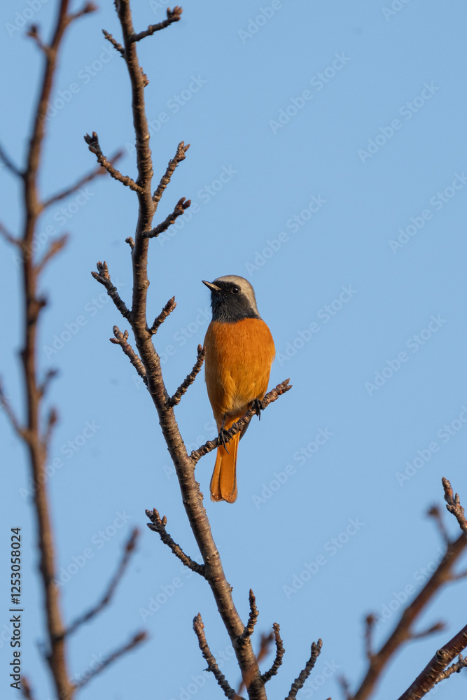 Male Daurian Redstart perching on the tree branch with blue sky background