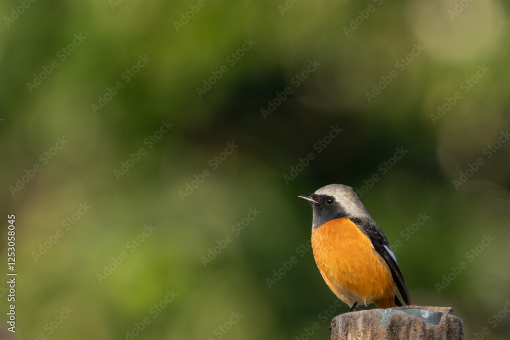 Male Daurian Redstart on green background