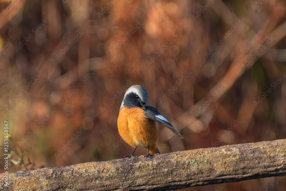 Male Daurian Redstart perching on the artificial tree branch railing