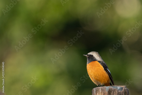 Obraz na płótnie Male Daurian Redstart on green background w salonie