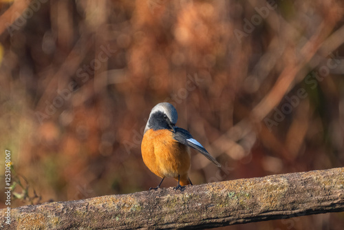 Obraz na płótnie Male Daurian Redstart perching on the artificial tree branch railing w salonie
