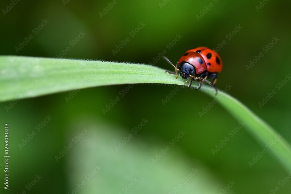 ladybug on leaf ladybug on leaf