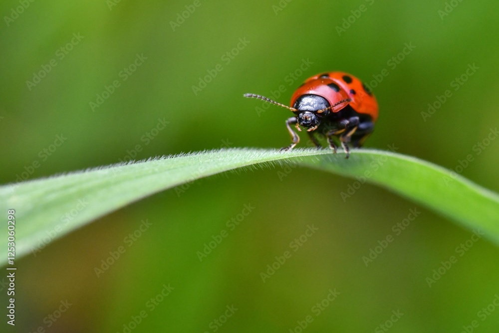 ladybug on a leaf ladybug on a leaf