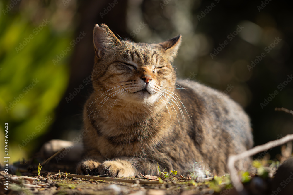 自然公園で気持ちよさそうに寝てるキジトラ柄と茶トラ柄の野良猫 自然公園で気持ちよさそうに寝てるキジトラ柄と茶トラ柄の野良猫