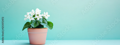 A potted plant with vibrant white flowers against a turquoise background, exuding freshness and serenity.