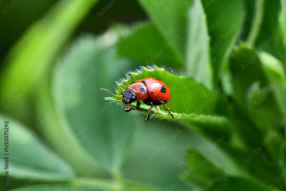 ladybug on a leaf ladybug on a leaf
