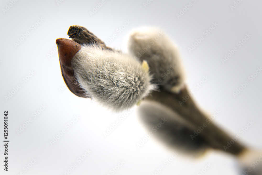 Spring flower buds of willow, catkins. Easter holidays.