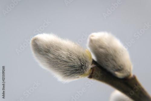 Spring flower buds of willow, catkins. Easter holidays.
