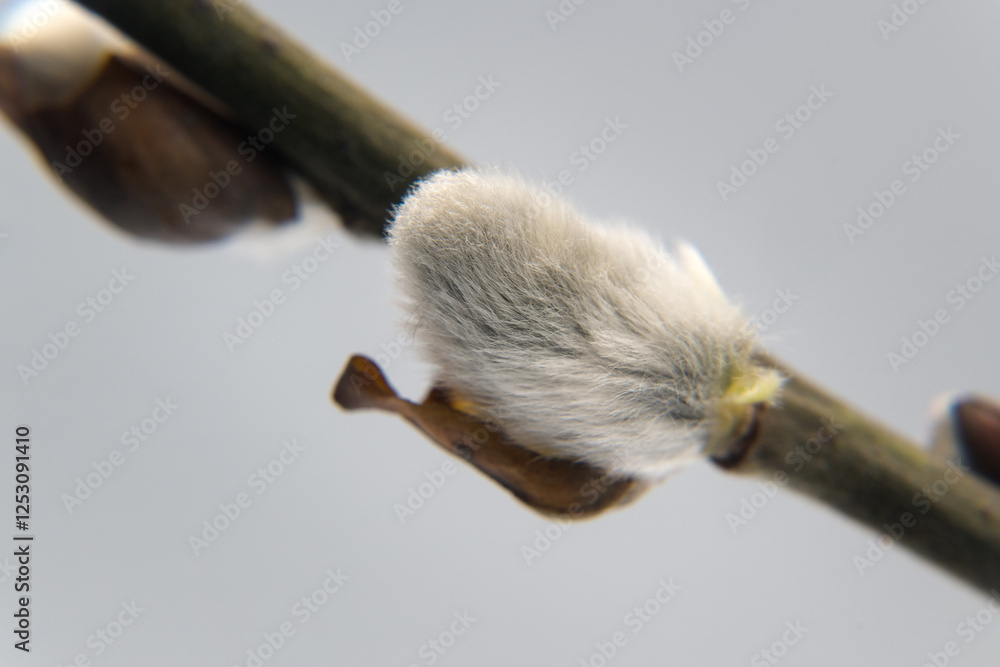 Spring flower buds of willow, catkins. Easter holidays.