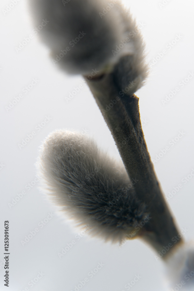Spring flower buds of willow, catkins. Easter holidays.
