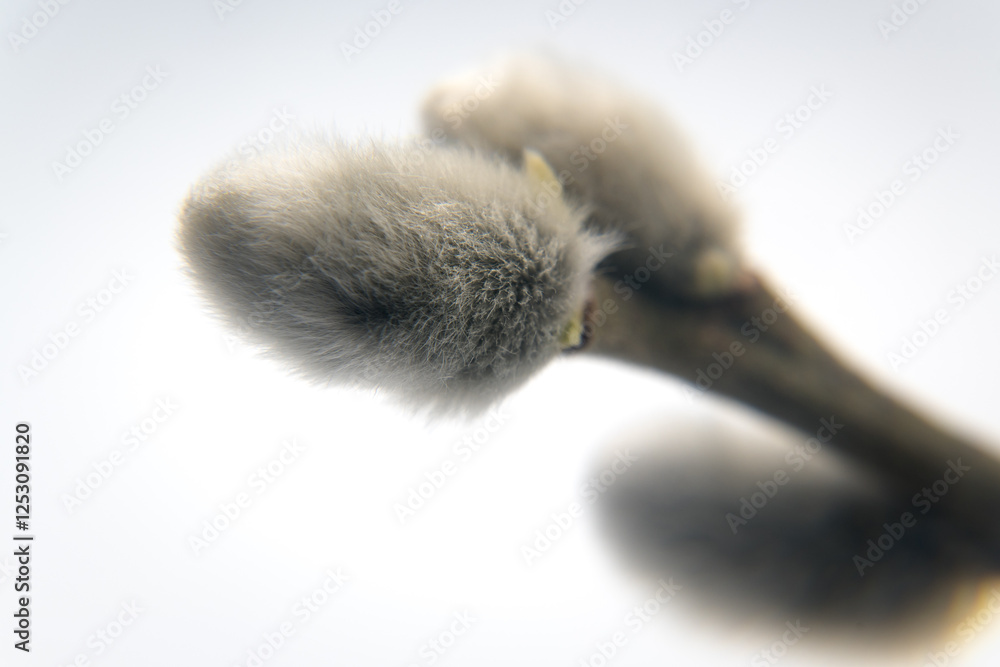 Spring flower buds of willow, catkins. Easter holidays.