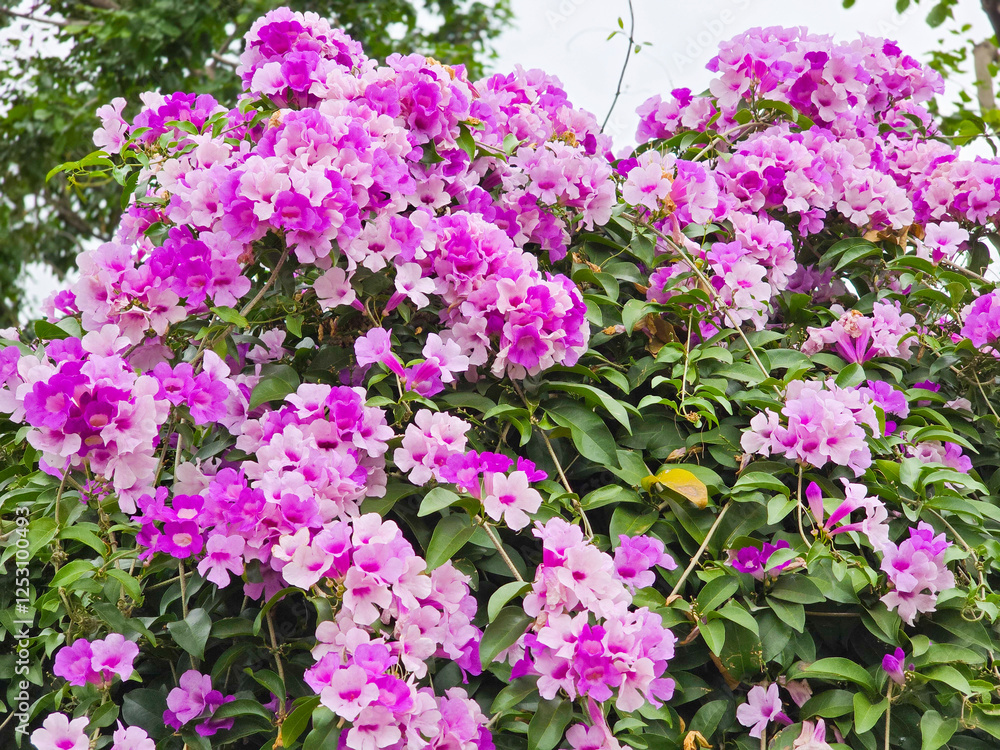 Garlic Vine with Trumpet-Shaped Flowers and Distinct Garlic Aroma Garlic Vine with Trumpet-Shaped Flowers and Distinct Garlic Aroma