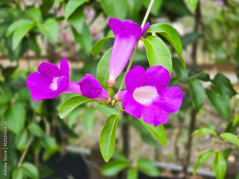 Garlic Vine with Trumpet-Shaped Flowers and Distinct Garlic Aroma Garlic Vine with Trumpet-Shaped Flowers and Distinct Garlic Aroma