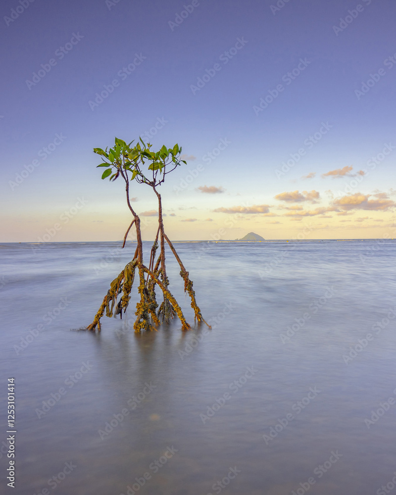 Naklejka premium lonely tree on the beach