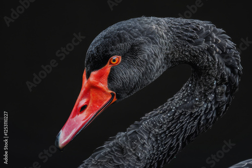 Close-up portrait of a black swan with striking red eyes and vibrant orange beak against a dark background.