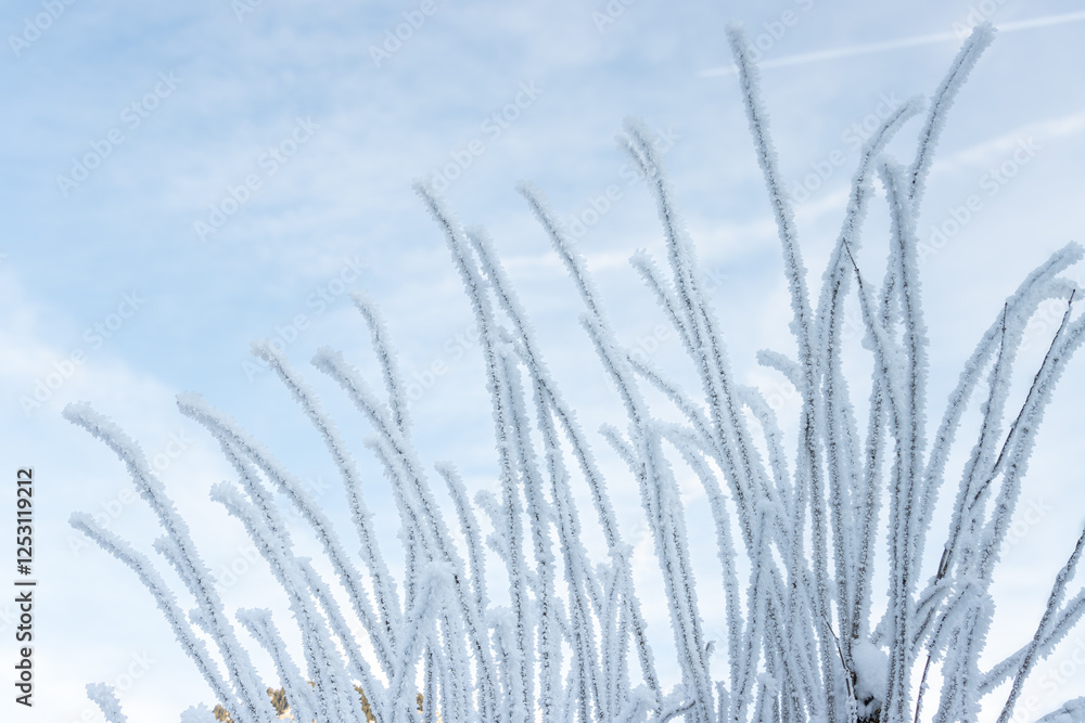 Obraz premium Schnee