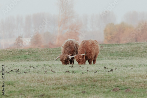 Scottish Highland Cows in the Dutch Dunes