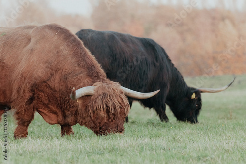 Scottish Highland Cows in the Dutch Dunes