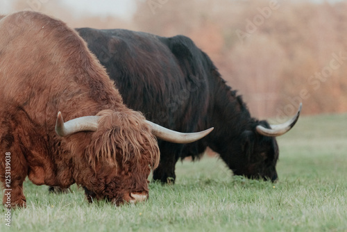 Scottish Highland Cows in the Dutch Dunes