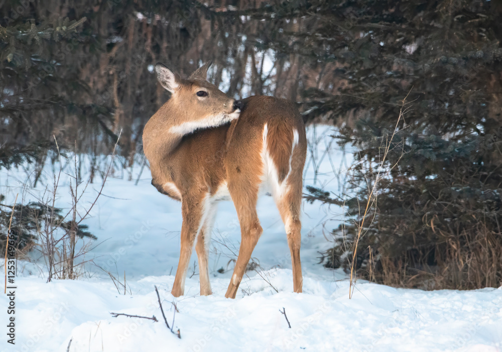 Obraz premium White tailed deer in the winter