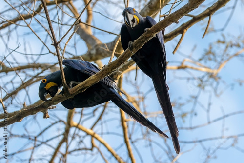 Zwei Hyazintharas in der Frontale und der Seitenansicht auf einem kahlen Baum photo