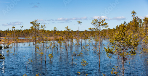 Kiefern in einem See aus Tauwasser in Lappland