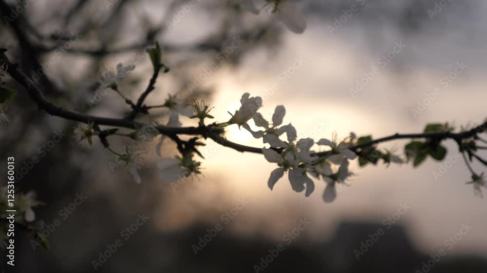 blossoming spring tree at sunset. spring flowering trees in sunlight glare. white flower silhouette. Activity growing botany calm. lapse nature botanical young relaxing new that bee japan color speed. blossoming spring tree at sunset. spring flowering trees in sunlight glare. white flower silhouette. Activity growing botany calm. lapse nature botanical young relaxing new that bee japan color speed.