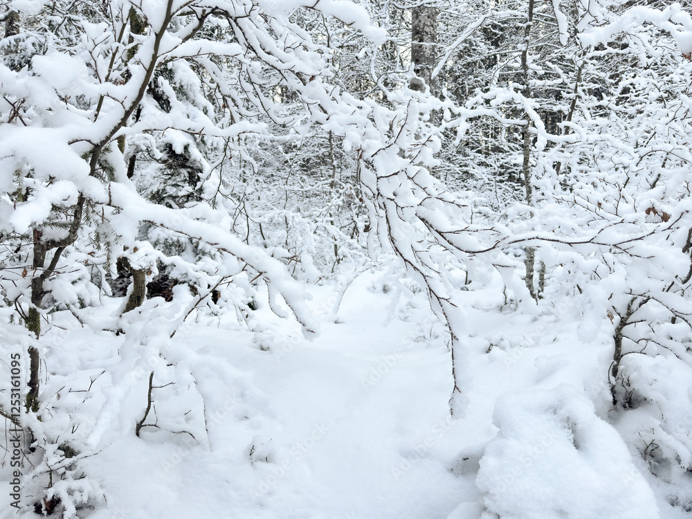 snowy dense tree branches. winter background. winter forest landscape. abstract background. winter pattern. nature pattern. seasonal advertising.