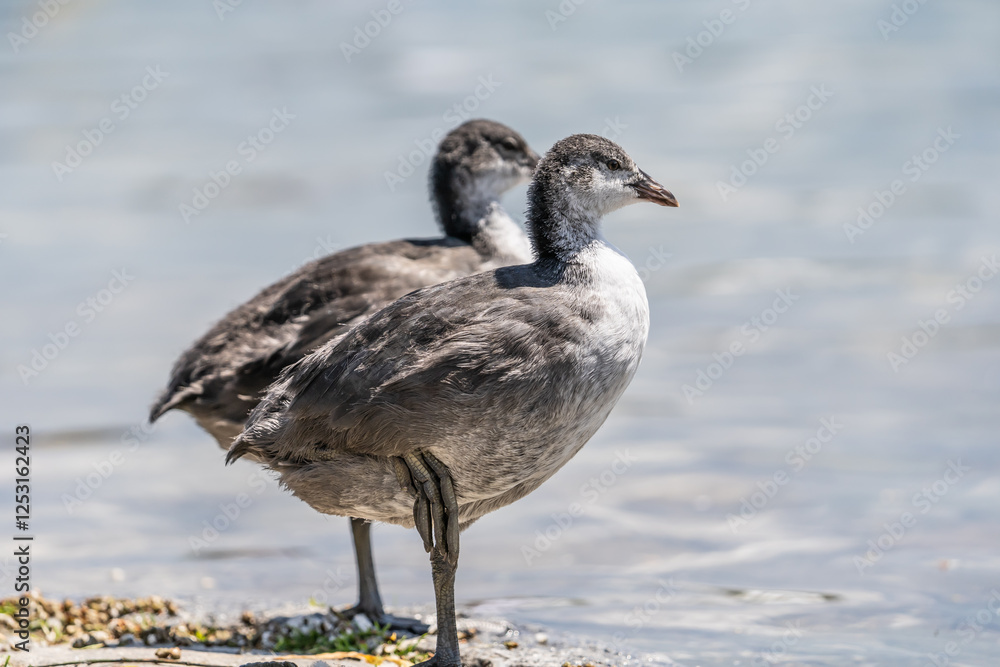 The Coot, baby (Fulica atra) The Coot, baby (Fulica atra)