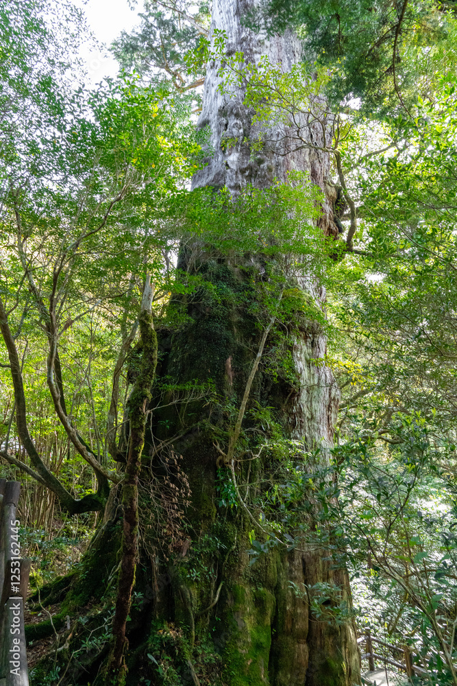 屋久島の紀元杉
