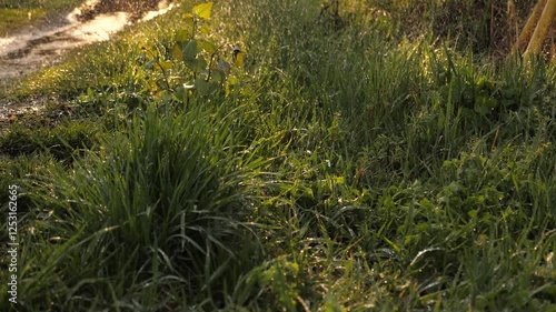 renewal is evident in every drop, the world slows down to listen, rain cools the warm earth, rain gently quenches nature s thirst, a gentle mist rises as water hits the ground, droplets linger before