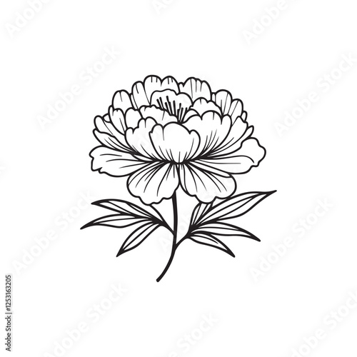 Vector illustration of a peony on a white background.