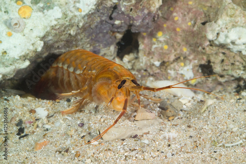 Mantis shrimp, Mantis shrimp (Rissoides desmaresti). Mediterranean. Gulf of Asinara. Sardinia. Italy photo