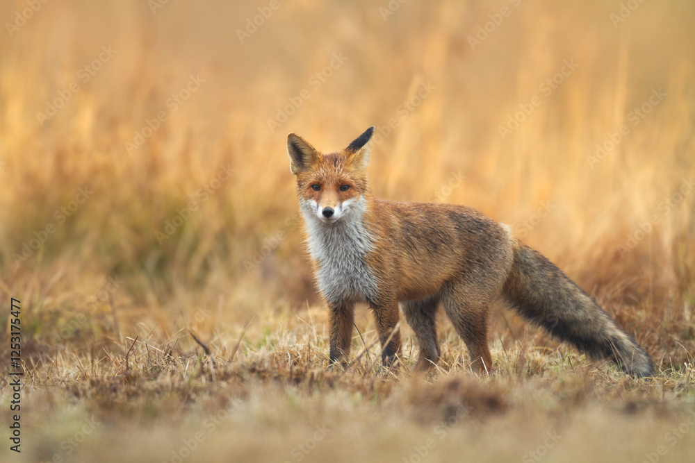 Mammals - portrait Red Fox Vulpes vulpes in autumn scenery, Poland Europe, animal walking among autumn meadow hunting time Mammals - portrait Red Fox Vulpes vulpes in autumn scenery, Poland Europe, animal walking among autumn meadow hunting time