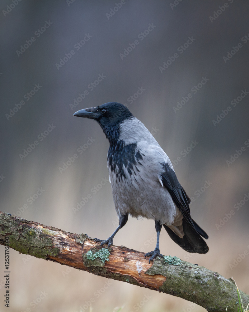 Bird - Hooded crow Corvus cornix in autumn meadow Poland Europe Bird - Hooded crow Corvus cornix in autumn meadow Poland Europe