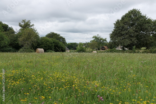A green meadow with purple clover flowers and yellow buttercups, bordered by a dense forest edge.