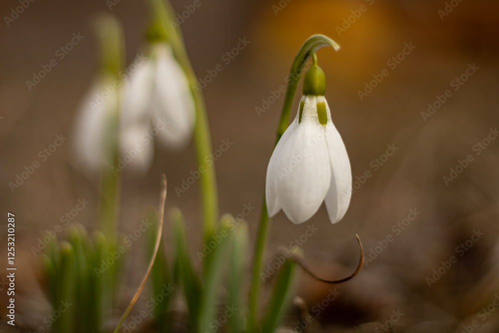 Beautiful white snowdrops flowers announce spring Beautiful white snowdrops flowers announce spring