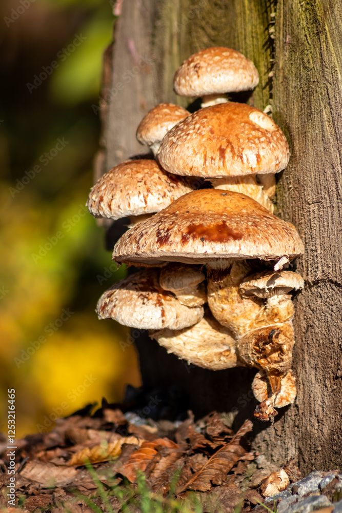 Mushroom colony on rotten tree trunk decomposes and decays wood as a bunch of mushrooms recycling in the forest ecosystem in warm sunshine with fungus mycellium with copy space on natural background Mushroom colony on rotten tree trunk decomposes and decays wood as a bunch of mushrooms recycling in the forest ecosystem in warm sunshine with fungus mycellium with copy space on natural background