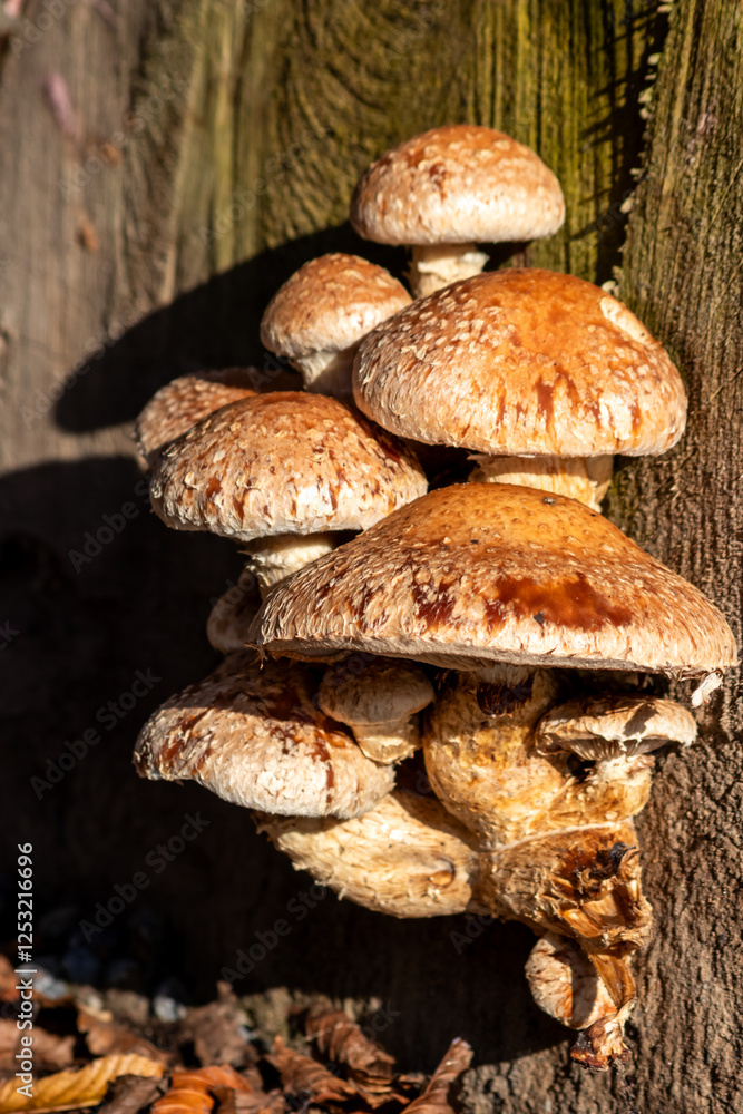 Mushroom colony on rotten tree trunk decomposes and decays wood as a bunch of mushrooms recycling in the forest ecosystem in warm sunshine with fungus mycellium with copy space on natural background