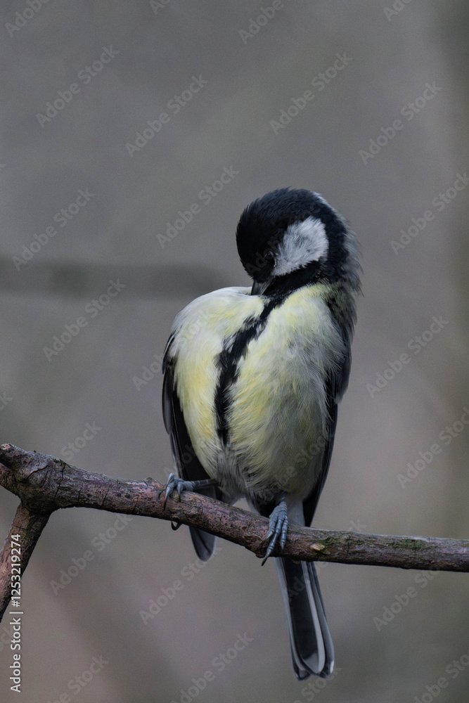 Fototapeta premium Great tit (Parus major) on a tree branch.