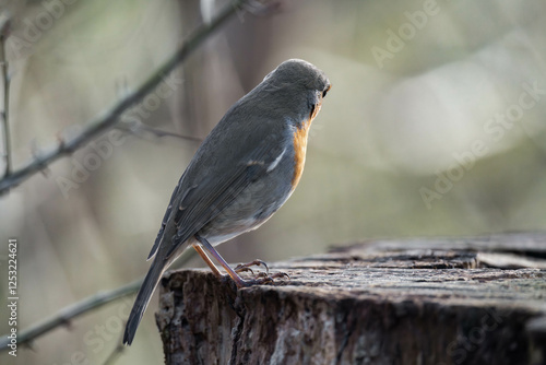 European robin (Erithacus rubecula) on a tree stump. photo