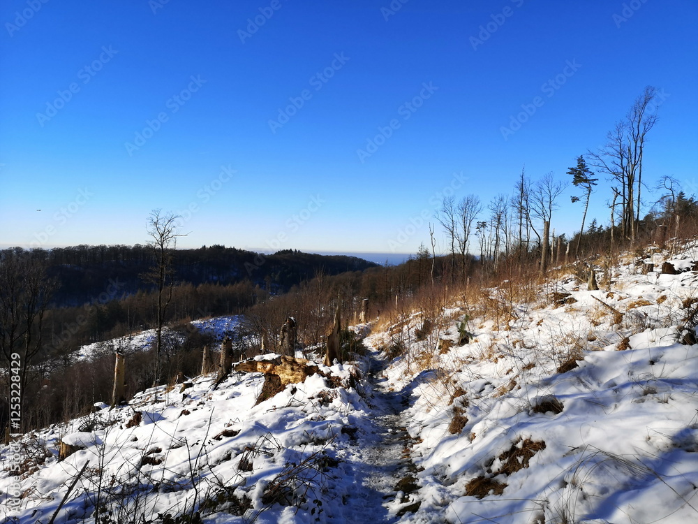 Karge Bäume auf der Wanderung durch den Teutoburger Wald im Winter bei Schnee, blauem Himmel und Sonnenschein in Oerlinghausen bei Bielefeld am Hermannsweg im Teutoburger Wald in Ostwestfalen-Lippe Karge Bäume auf der Wanderung durch den Teutoburger Wald im Winter bei Schnee, blauem Himmel und Sonnenschein in Oerlinghausen bei Bielefeld am Hermannsweg im Teutoburger Wald in Ostwestfalen-Lippe