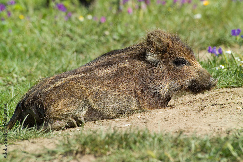 Wild boar (Sus scrofa) grazing. Asinara National Park. Porto Torres. Sardinia. Italy Wild boar (Sus scrofa) grazing. Asinara National Park. Porto Torres. Sardinia. Italy