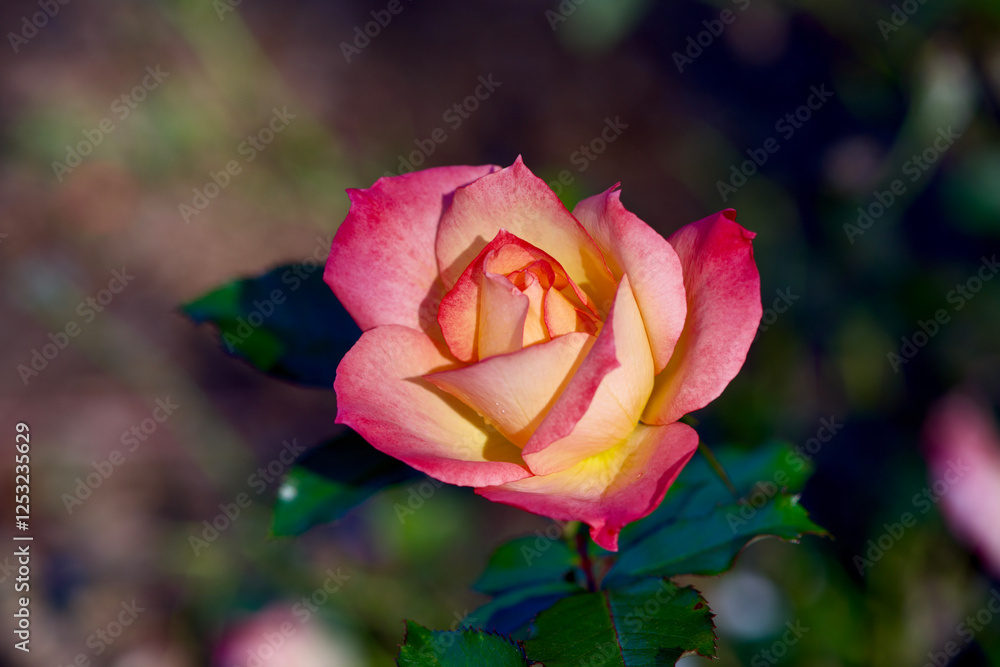 A Pink yellow and white rose A Pink yellow and white rose