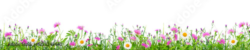 green grass and pink spring flowers isolated on white background