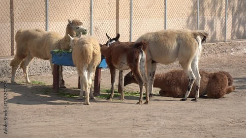 Llamas and Sheep Feeding in Enclosure – Farm Animals Eating Green Fodder