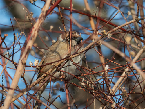 Sparrow Perched Among Branches in Sunlit Natural Setting photo