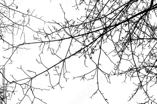 Black branches tree isolated on white. Dead tree without leaves. Black and white trees silhouettes. Abstract background. Bare branches trees in winter. Branch pattern texture. Vector, EPS 10.