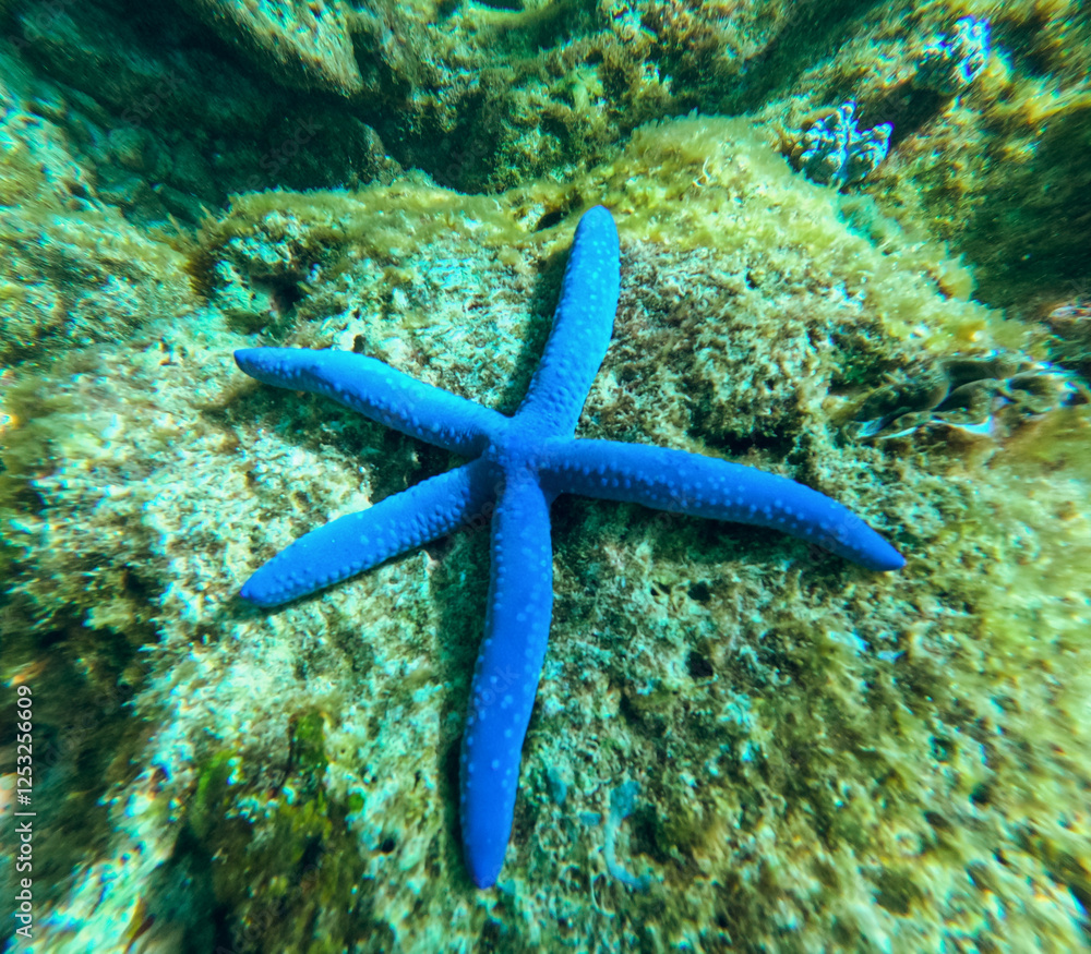 Blue sea star at Tubod Marine Resort, Siquijor Island, Philippines Blue sea star at Tubod Marine Resort, Siquijor Island, Philippines
